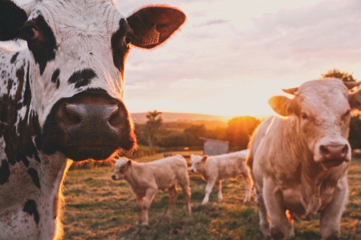 Healthy dairy cattle in a farm pasture